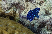 Microspathodon-chrysurus demoiseille a queue jaune juv-Bonaire Coco Beach-7m-20180217-Denis-ADER-DSC_6353_tn
